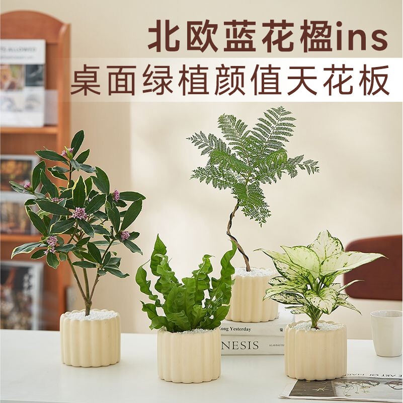 北欧蓝花楹发财树吉利红瑞香黑金刚琴叶榕如意雾凇绿植盆栽植物图片
