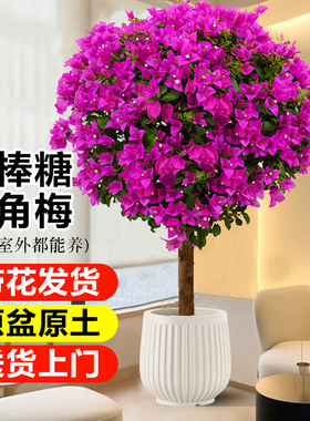 三角梅盆栽大苗四季绿植棒棒糖紫色花卉老桩树苗庭院景观阳台开花