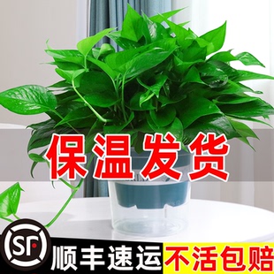 绿萝盆栽室内植物绿箩长藤大叶新房家用绿植水培绿罗 保温发货