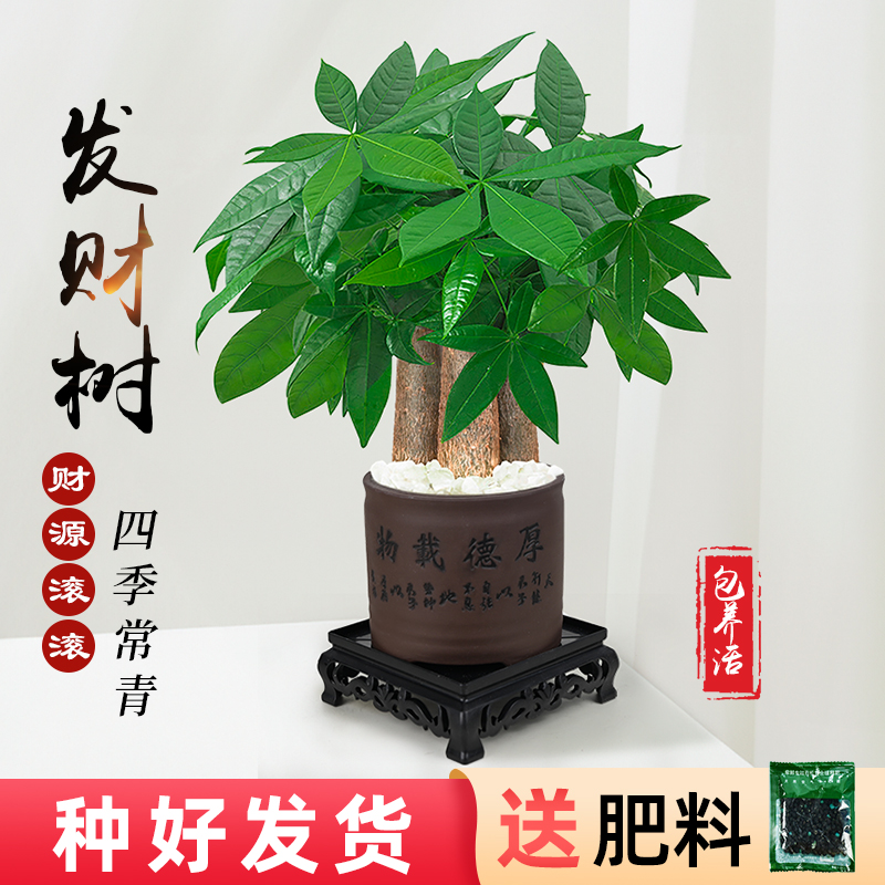 发财树小盆栽室内植物办公客厅三