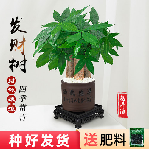 发财树小盆栽室内植物办公客厅三