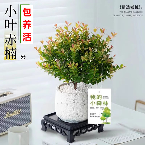【包养活】小叶赤楠盆栽植物