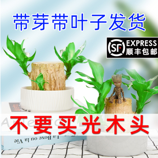 巴西木水养小盆栽格鲁特树人带芽树桩室内植物办公室绿植幸运木