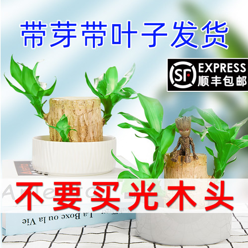 巴西木水培小盆栽满58减5幸运木