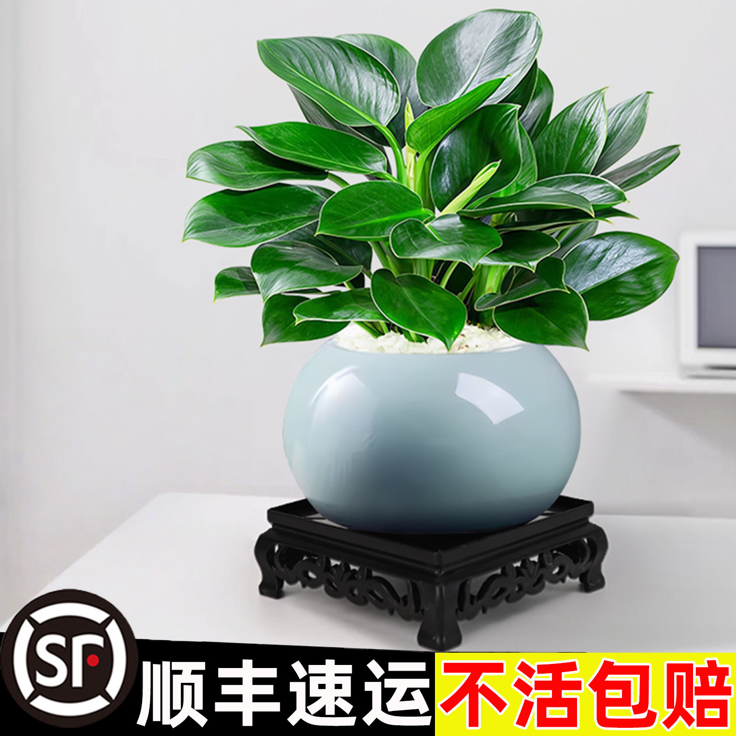 金钻绿公主盆栽绿植除室内甲醛植物花卉办公室新房净化空气好养图片