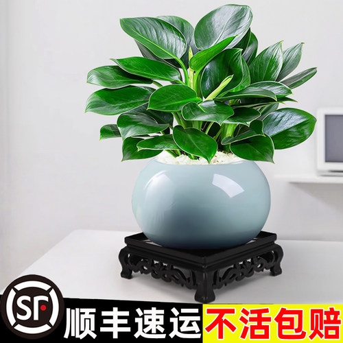 金钻绿公主盆栽绿植除室内甲醛植物花卉办公室新房净化空气好养