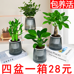 【水培绿植四盆28元】发财树九里香栀子花观音竹桌面植物盆栽绿植