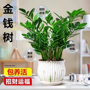 金钱树室内植物大型金钱树盆栽客厅招财绿植摇钱串子招财小发财树