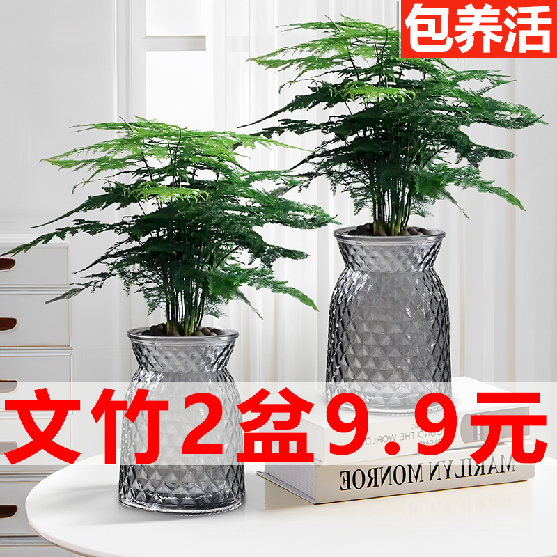 牵鲜绿植精品文竹盆栽两盆9.9元