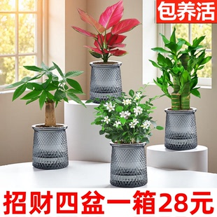 绿萝发财树吉利红九里香富贵竹室内植物绿植盆栽 招财四件套