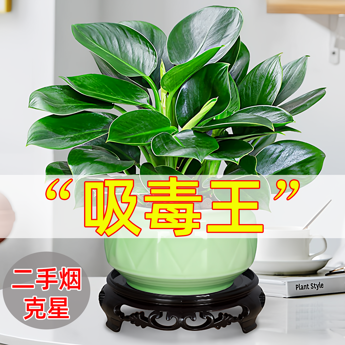 吸毒王陶瓷盆金钻绿公主