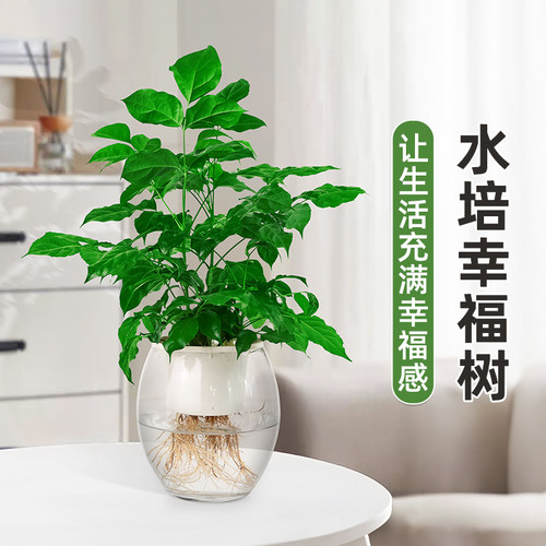 【无土纯水培】幸福树盆栽水培绿植室内除甲醛水养植物平安树绿宝