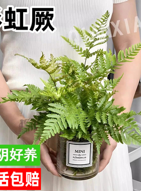 彩虹蕨类植物造景盆栽许愿蕨心愿蕨霸王蕨肾蕨卧室内户外绿植
