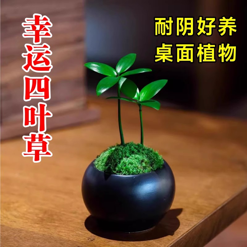幸运四叶草盆栽竹柏盆景驱蚊竹茶桌办公室内桌面绿植四季常青摆件