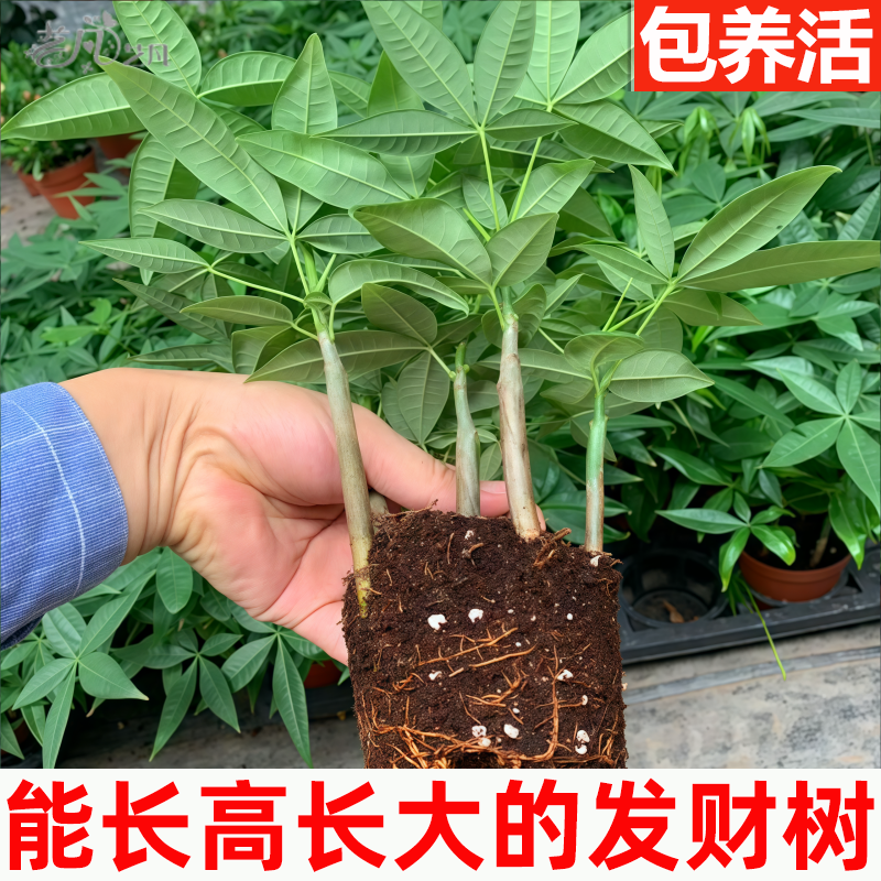 能长到1米8的原生发财树