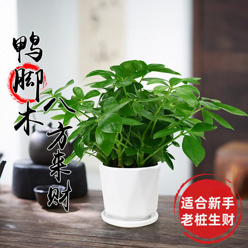 鸭脚木室内茶几卧室不开花