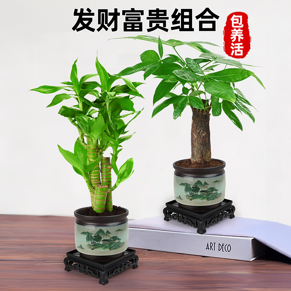 富贵竹盆栽观音竹绿植荷花竹植招财节节高文昌竹步步高发财树盆景,鲜花速递/花卉仿真/绿植园艺,造型盆景,淘宝优惠券,粉丝福利购,淘宝优惠卷