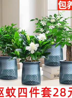 【驱蚊四件套28元】水培驱蚊竹柏植物九里香发财树盆栽室内绿植