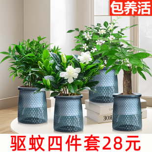 【驱蚊四件套28元】水培驱蚊竹柏植物九里香发财树盆栽室内绿植
