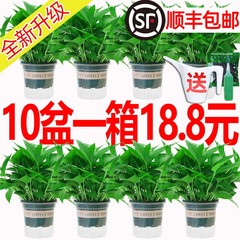 净化空气绿萝盆栽室内吸甲醛植物绿箩新房家用除甲醛绿植水培绿罗