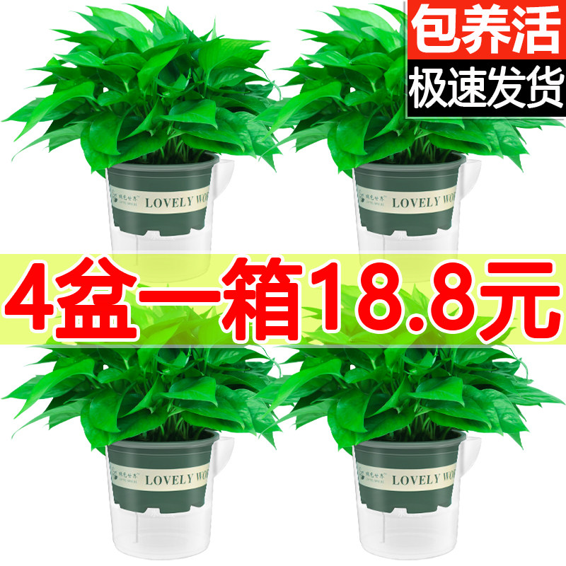 绿萝室内办公室天然净化空气植物