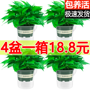 绿萝盆栽室内办公室植物吊兰长藤垂吊绿箩绿植去异味净化空气