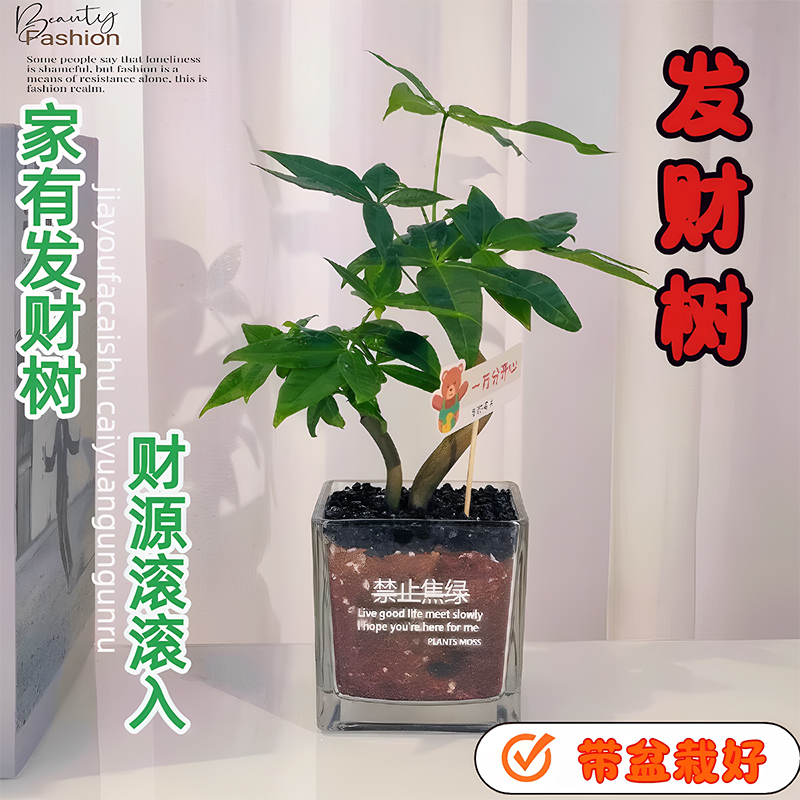 奇趣造型双飘发财树小盆栽植物室内桌面办公室绿植四季常青招财树