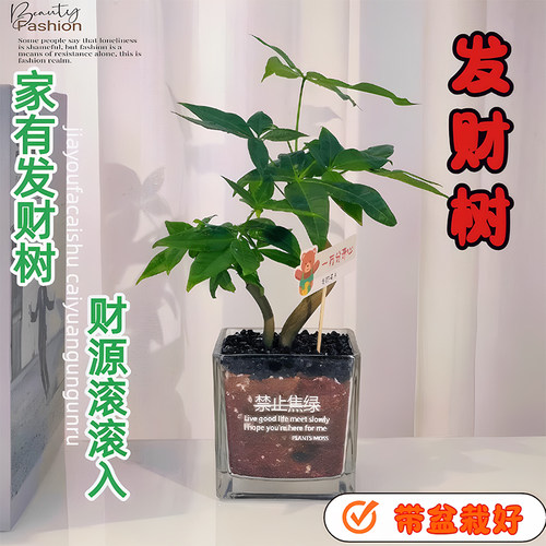 奇趣造型双飘发财树小盆栽植物室内桌面办公室绿植四季常青招财树