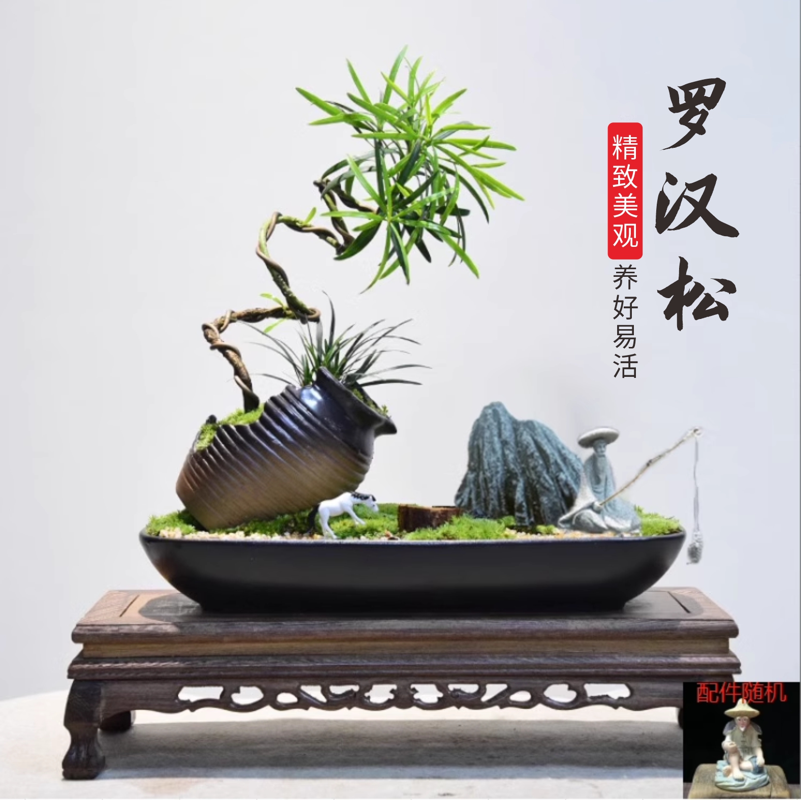 罗汉松盆景造型植物室内客厅办公室茶桌居家盆栽书房好养四季景观