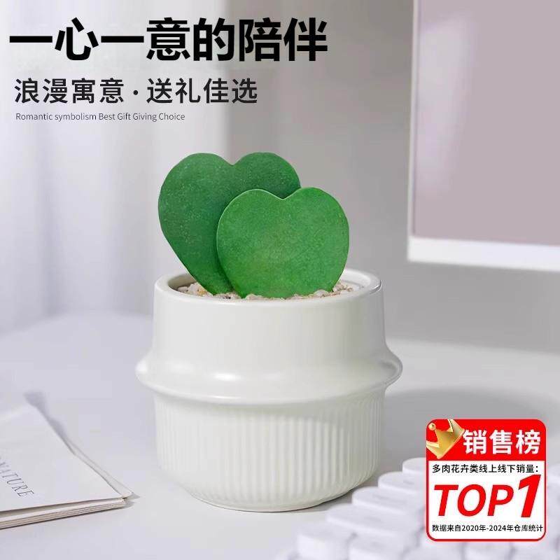 心叶球兰一片心仙人球金冠多肉植物仙人掌陶瓷小盆栽办公室绿植