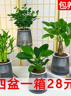 【水培绿植四件套28元】发财树九里香栀子花植物小盆栽办公桌绿植