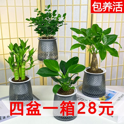 水培绿植四件套一箱28元