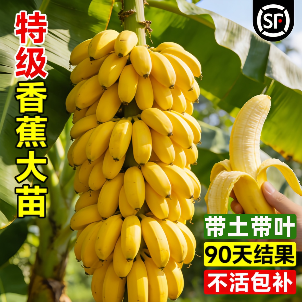 香蕉树苗果树南北方四季香蕉树苗皇帝蕉矮化蕉芭蕉西贡蕉粉蕉盆栽图片