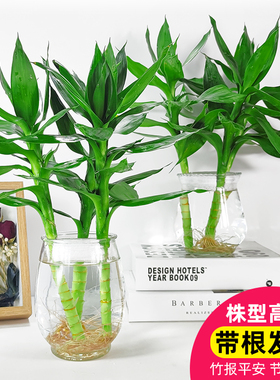 观音竹水培植物花卉绿植绿萝室内盆栽办公室自吸水绿色好养富贵竹
