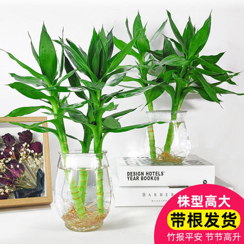 观音竹室内水培植物带根带瓶好养