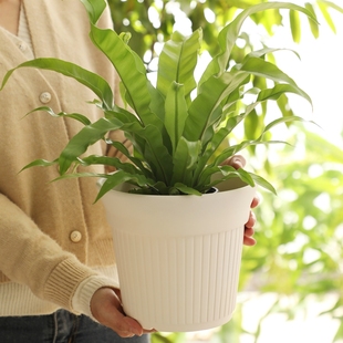 莫兰迪米白陶土花盆家用客厅庭院花园简约素烧陶瓷盆绿植蝴蝶兰盆