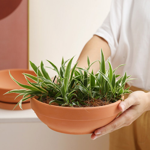 多肉植物花盆diy价格 多少钱