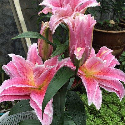 香水玫瑰种子价格 香水玫瑰种子图片 星期三