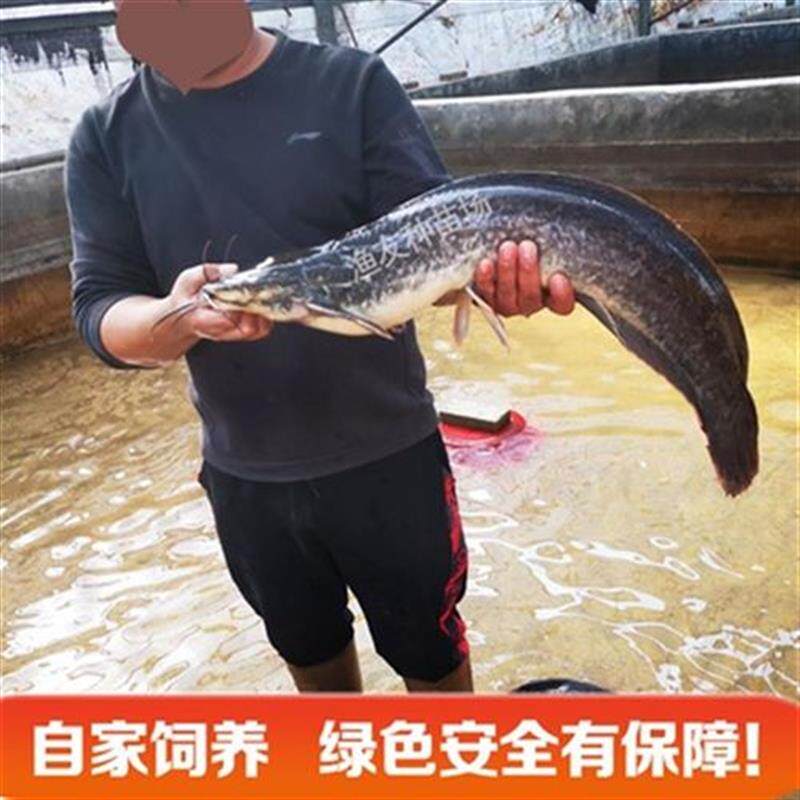 革胡子鲶鱼苗埃型塘鲺鱼埃及塘苗鱼虱f凶猛大及鱼八须鲶鱼塘角鱼