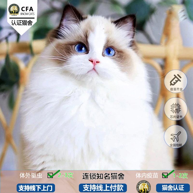 纯种布偶猫幼猫活体海双蓝双血统仙女猫长毛宠物猫活物接上门猫舍