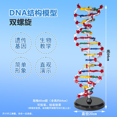 高中DNA双螺旋结构模型分子结构模型60cm大号带底座碱基对遗传基因生物科学教学仪器器材J33306脱氧核苷酸链