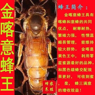 意蜂蜂王交尾王金喀蜂王产卵王开产王蜜型生产王意蜂王产子王笼蜂