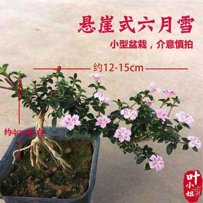 六月雪盆景老桩真花植物盆景室内桌上绿植四季青客厅摆放家庭绿植