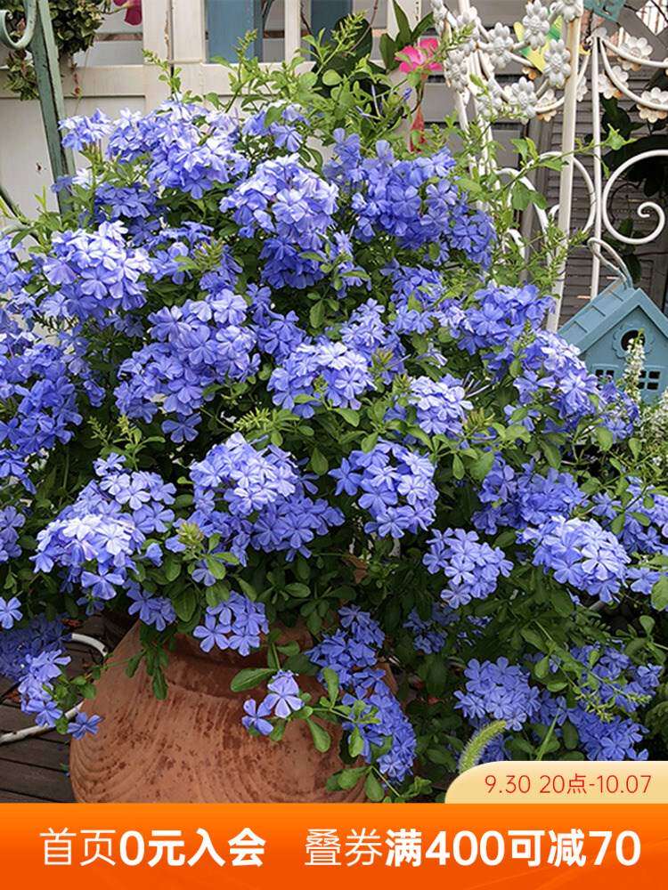 可以暴晒的盆栽花卉植物室外易养活适合庭院种花期超长的花卉耐寒