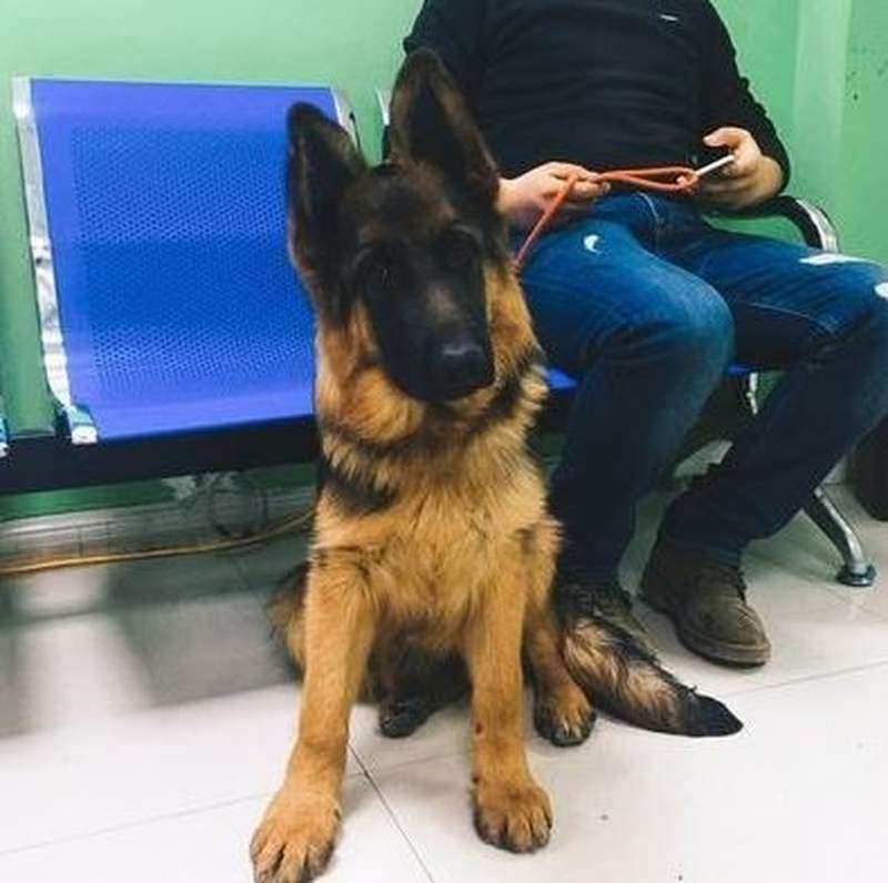 柴犬狗耳朵立耳器辅助家用定型塑形瑞德宠物犬耳贴胶水斗牛犬柯基