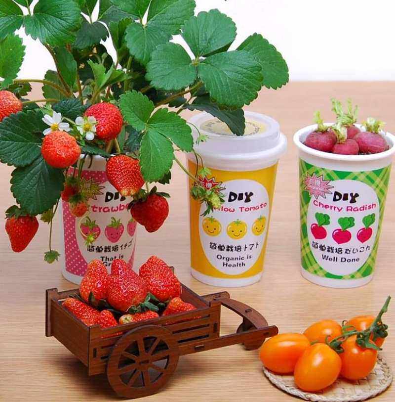 创意种植草莓迷你植物办公室小草盆栽可爱栽培微景观儿童礼物