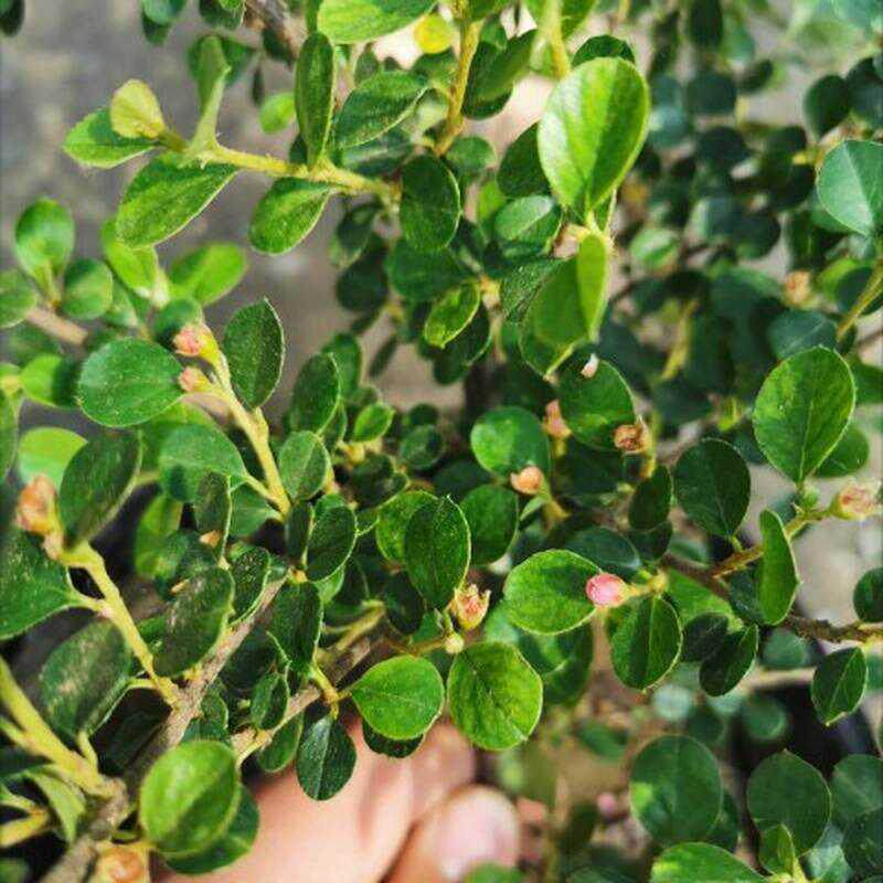 荀子盆景盆景素材枝小叶树桩荀子荀子盆景室内微型植物微苗平珍珠