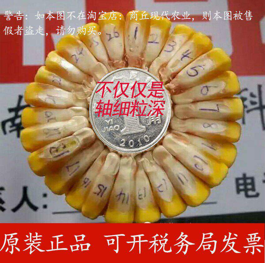 杂交大田高产玉米品种 矮杆大棒伟育 优迪 新单 抗旱抗倒高温春播