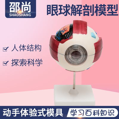 人体器官解剖模型科学区可拆卸