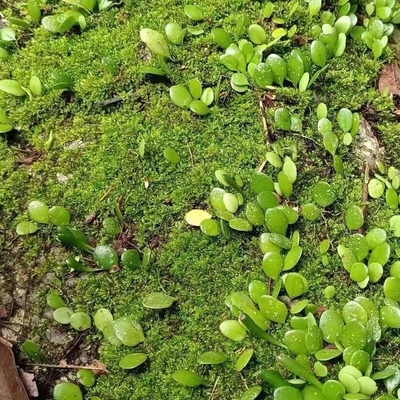 伏石藤曼抱石莲抱树蕨水陆缸雨林缸攀爬吸附造景喜阴喜湿阴性植物